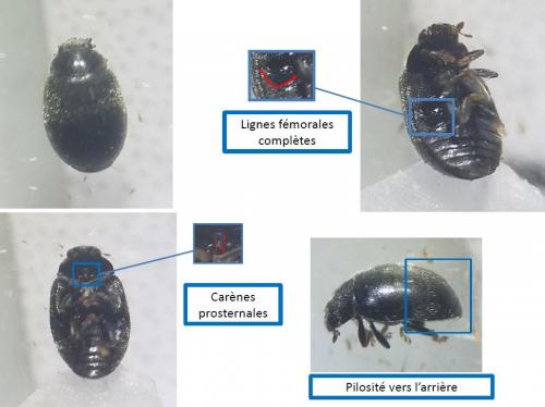 Réf. 290 410 : Scymnus oertzeni